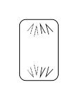 conduct normal cell division 5